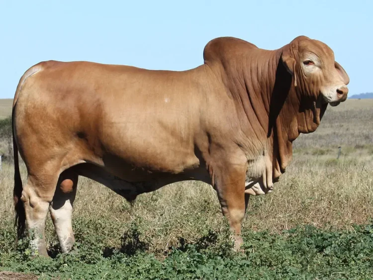 Minlacowie Arizone 44 (PP)