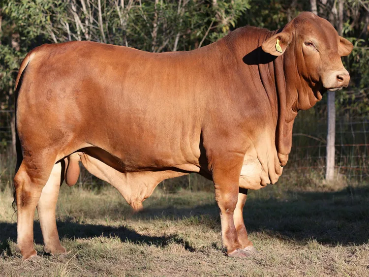 Kenmay Coomera (PP) D4