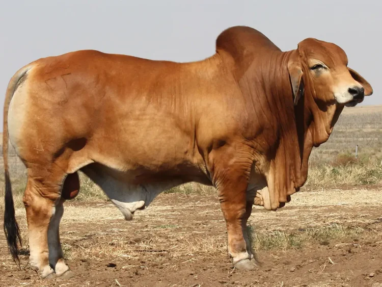 Minlacowie Barkley 77 (H)