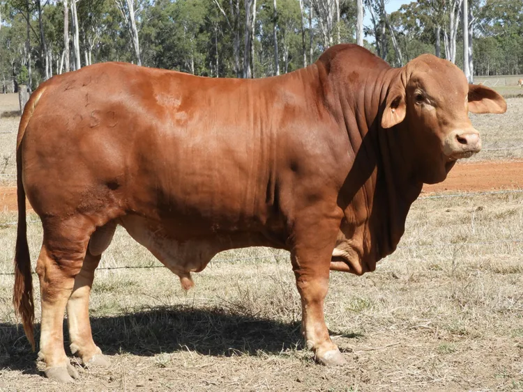 Birch Victor (P) D4