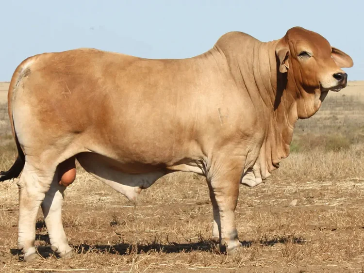 Minlacowie Boston 71 (H)