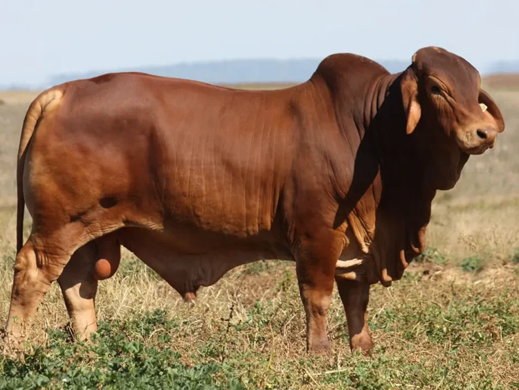 Minlacowie Batman 56  (H)