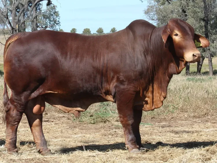 Minlacowie Biraldo 9872 (S)