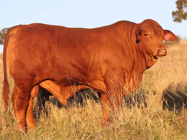 Wantmore Kryptonite (PP) D5