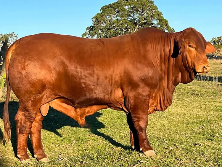 Wantmore King of Kings  (PP) D5