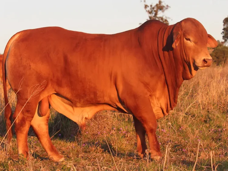 Wantmore Knock Your Socks Off (PH) D5