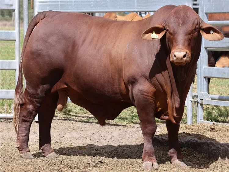 Parawanga CQ  (PP) D5