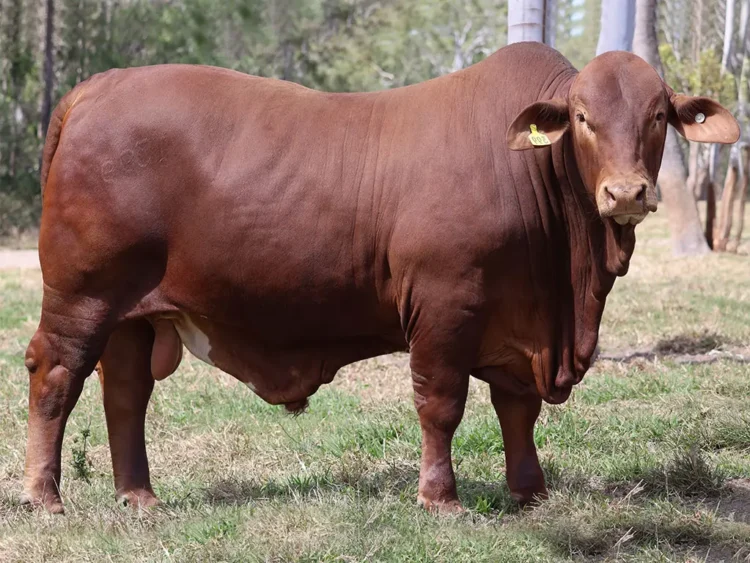 Parawanga Trinity  (HP) D5