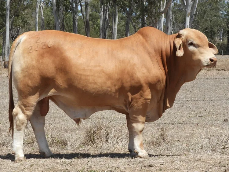 Birch Whitmore (HP) D5