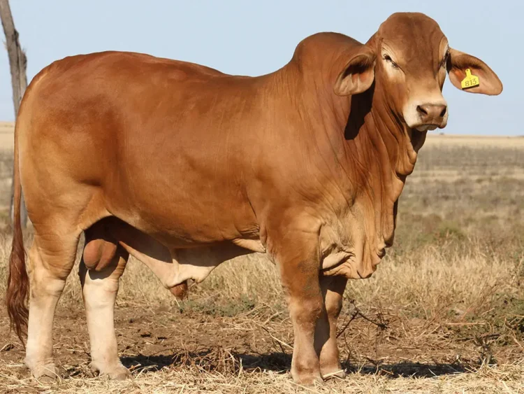 Minlacowie Alcaraz 9813 (H)