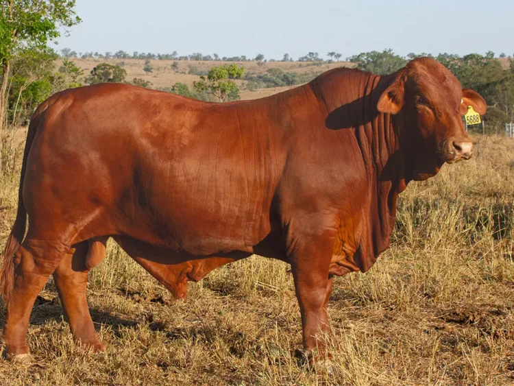 Strathfield Q-Man  (PH) D5