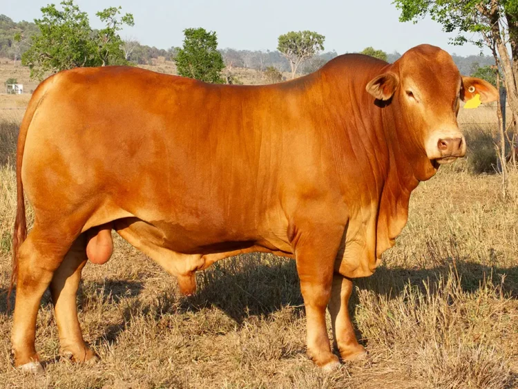 Strathfield Quickstep (PH) D5