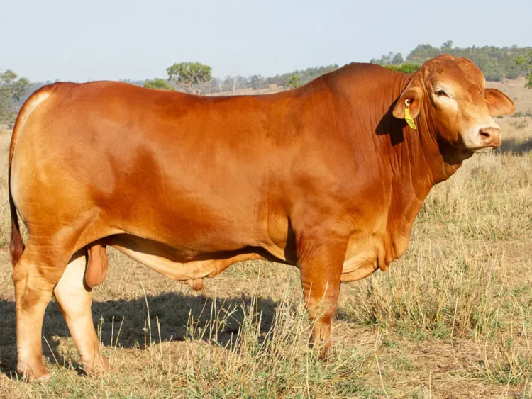 Strathfield Qualify (PP) D5