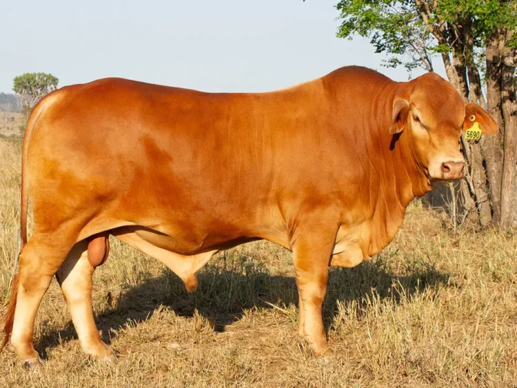 Strathfield Quintessential (PP) D5