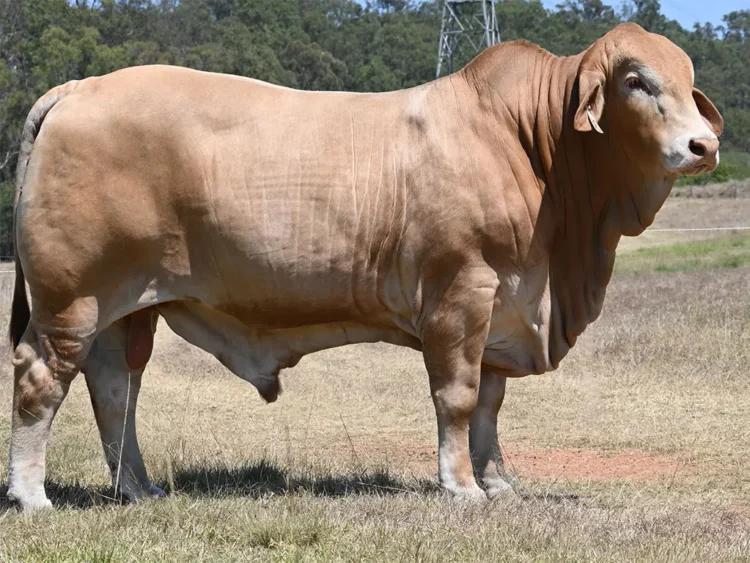 Konjuli Ryker (PP) D5