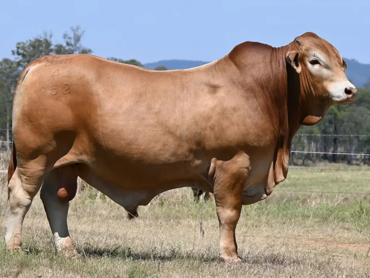 Konjuli Ringo (PH) D5