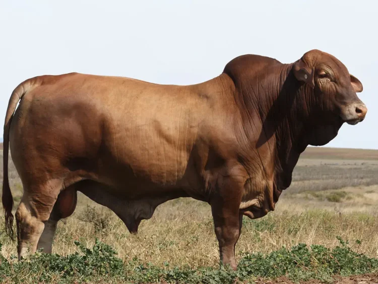 Minlacowie Amazon 9809  (PH) D4