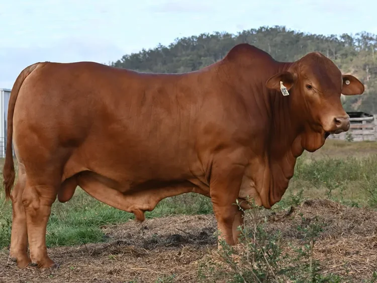 Konjuli Ragner (IVF) (PH) D5