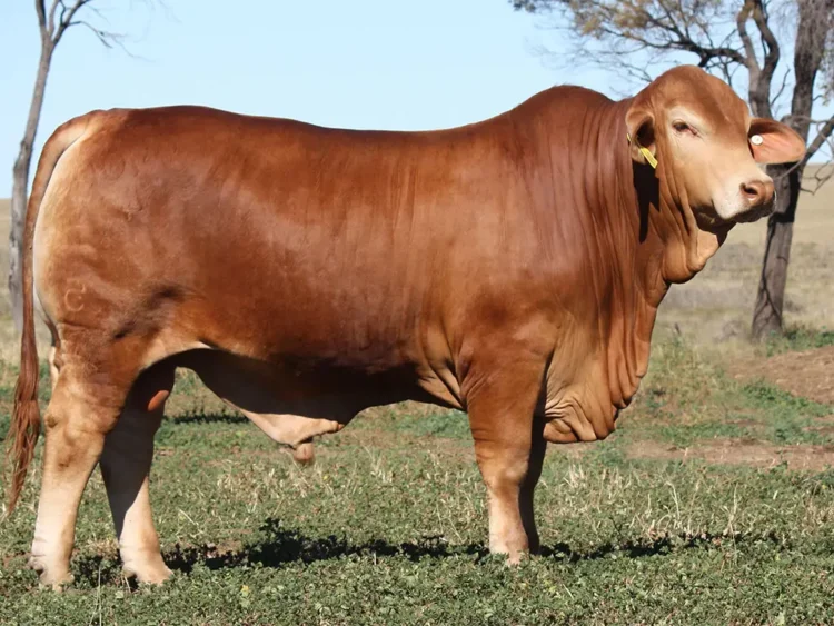 Minlacowie Blarney 9900 (PP) (AI) D5