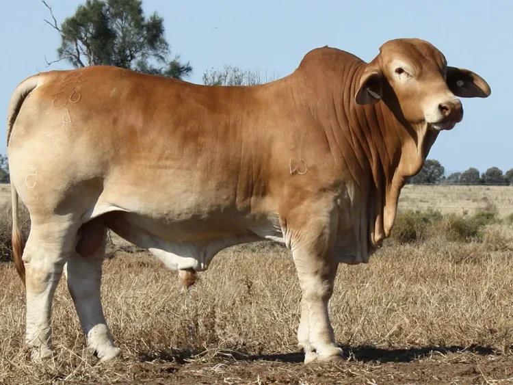 Minlacowie Barney 83 (PH)