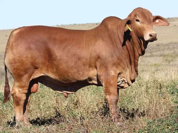 Minlacowie Bo Jack 9928 (PP)