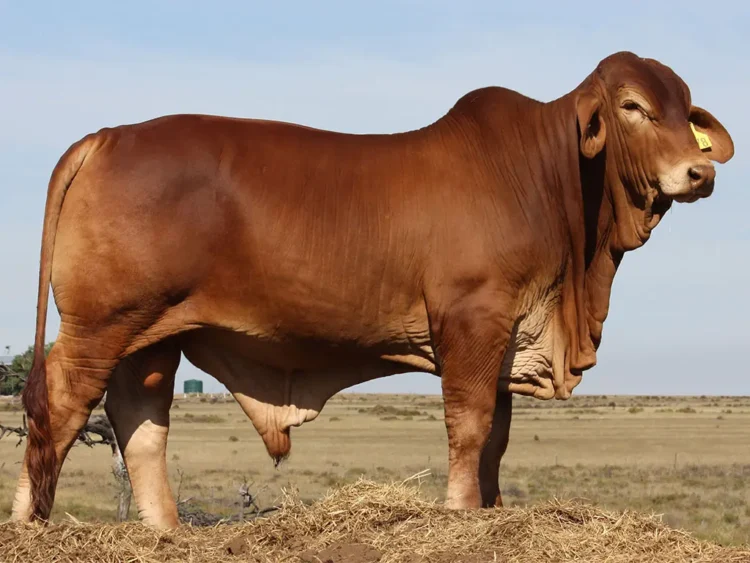 Minlacowie Boots 9878 (PH)