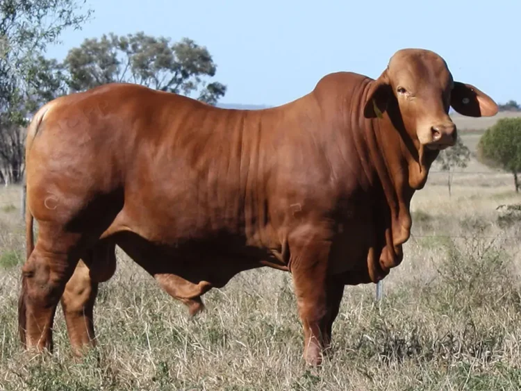 Minlacowie Beau 9934 (S)