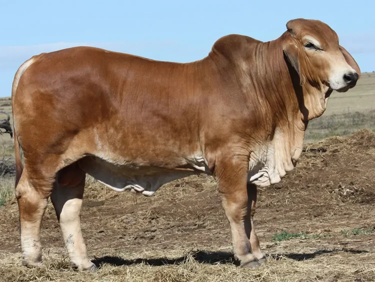 Minlacowie Bo Didley 94 (S)