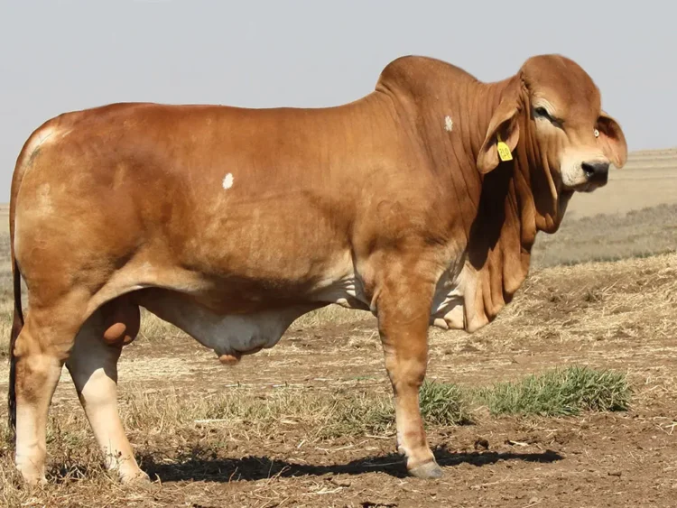 Minlacowie Badger 9945 (S)