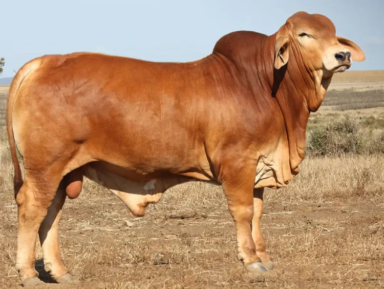 Minlacowie Beaver 84 (PP)