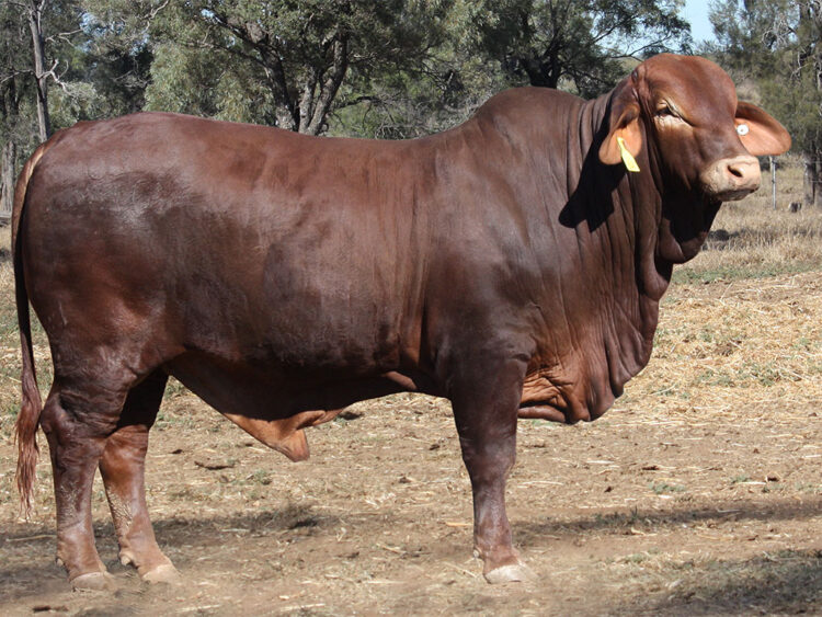 MINLACOWIE CAPTAIN 10048 (PH) (AI) D5