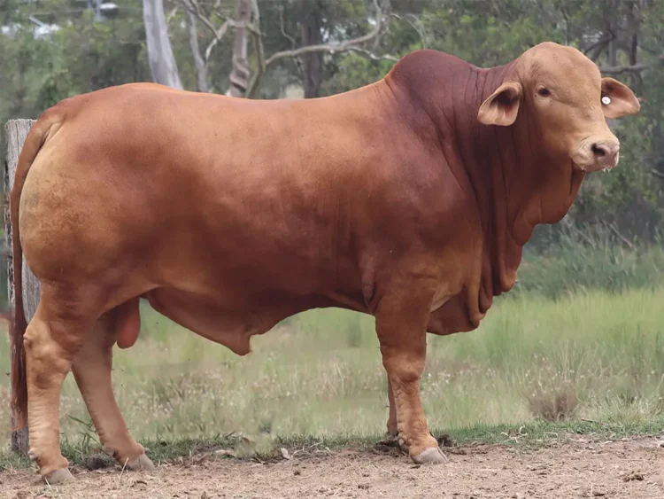 Cebella Darby (PP) D5