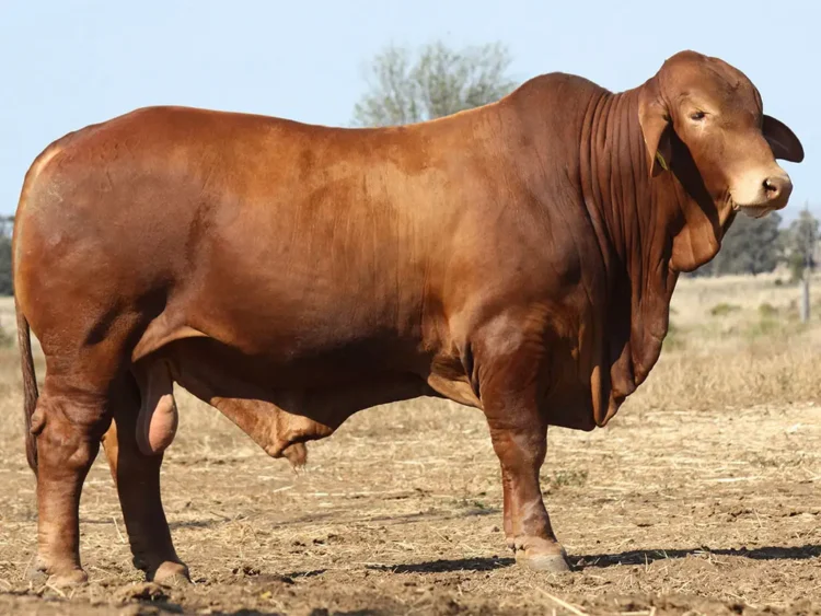 Minlacowie Bart 9869 (PH)