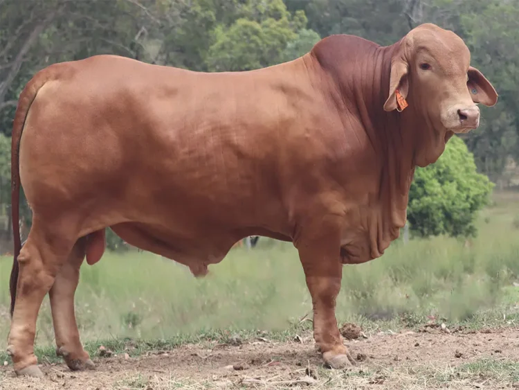 Yellowwood Vito (PP) D5