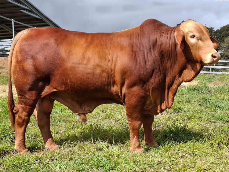 FAROGAN VALLEY TEXAN (PP) D5