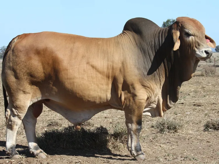 Minlacowie Zulu