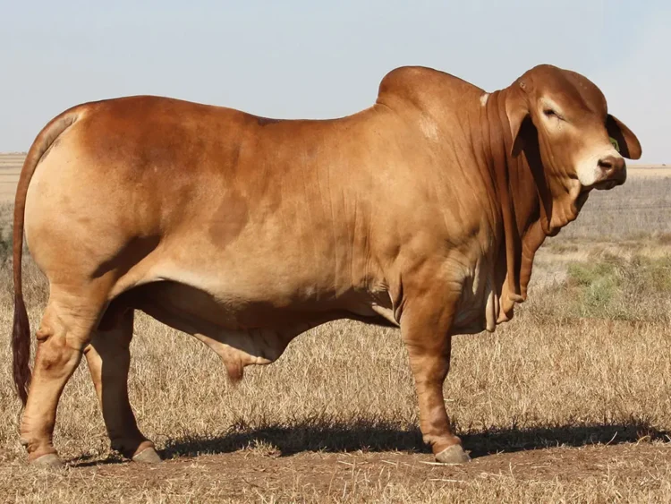 Minlacowie Barnaby 9842  (S) D2