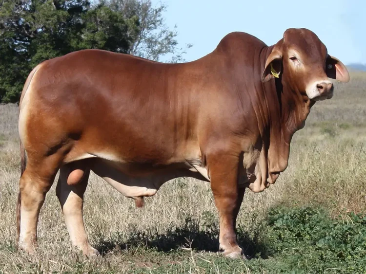 Minlacowie Bueno 9840  (H) D2