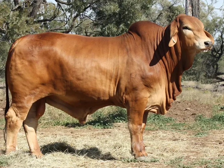 Minlacowie Aristottle 58 (PH)