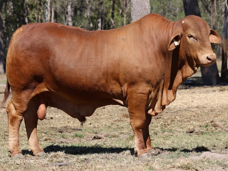 Parawanga Burleigh (HP) D5