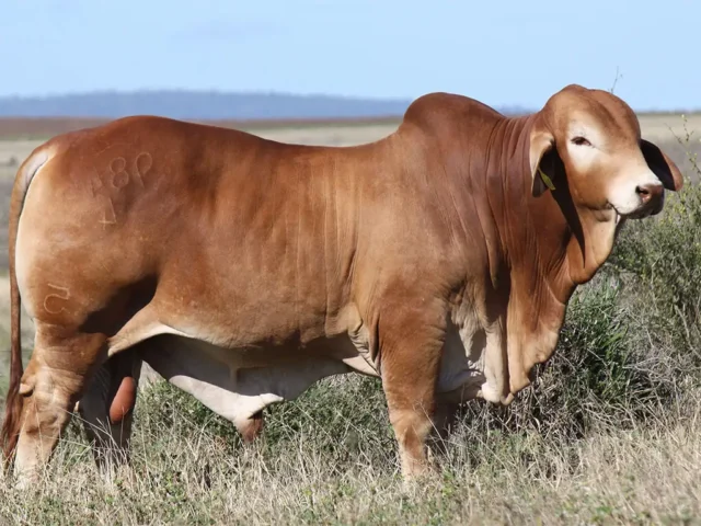 Equal 2nd top priced bull $16,000 Minlacowie-Bronson-9846(PH) equal 2nd top priced bull purchased by Redskin and Palmvale Droughtmasters