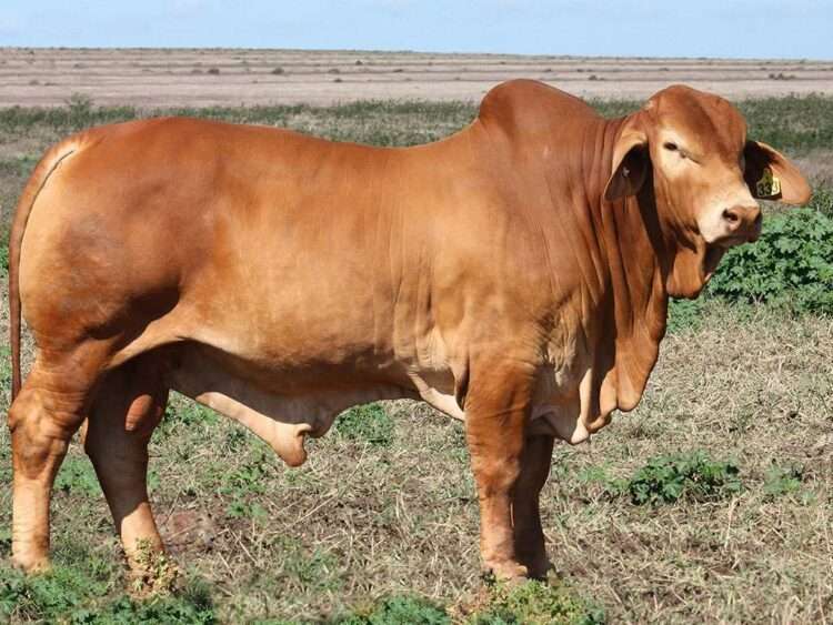 Minlacowie Yousef 9333 (P) D2