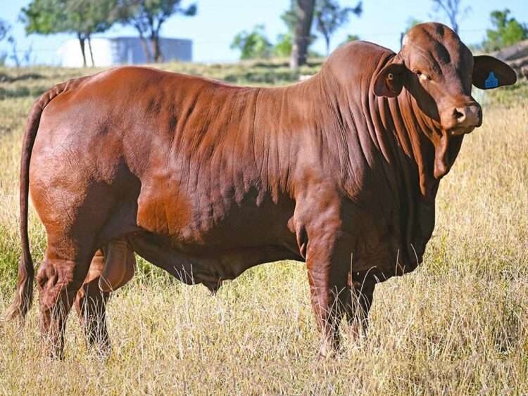 Wetheron Emperor (H) D5