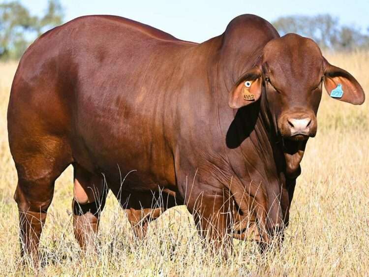 Wetheron Eagle Creek (P) D5