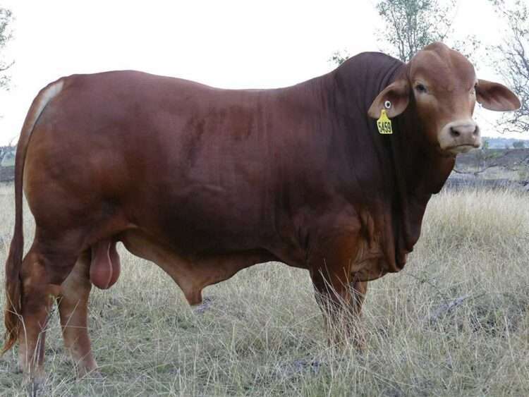 Strathfield O'Hara (P) D4