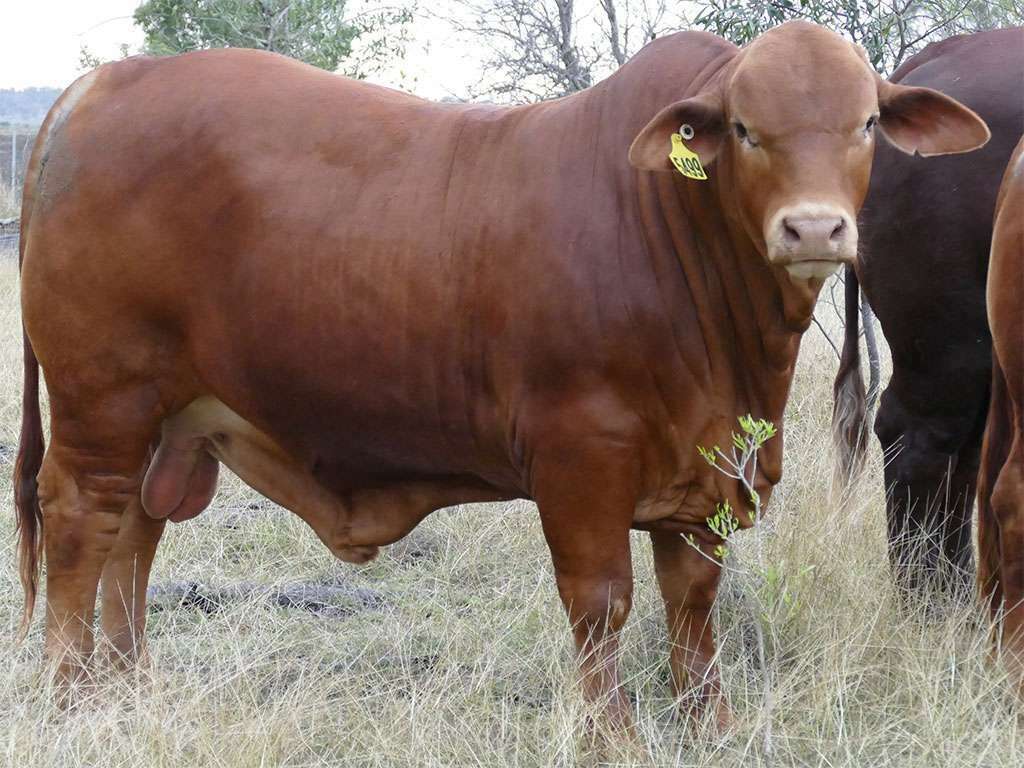 Lot 107