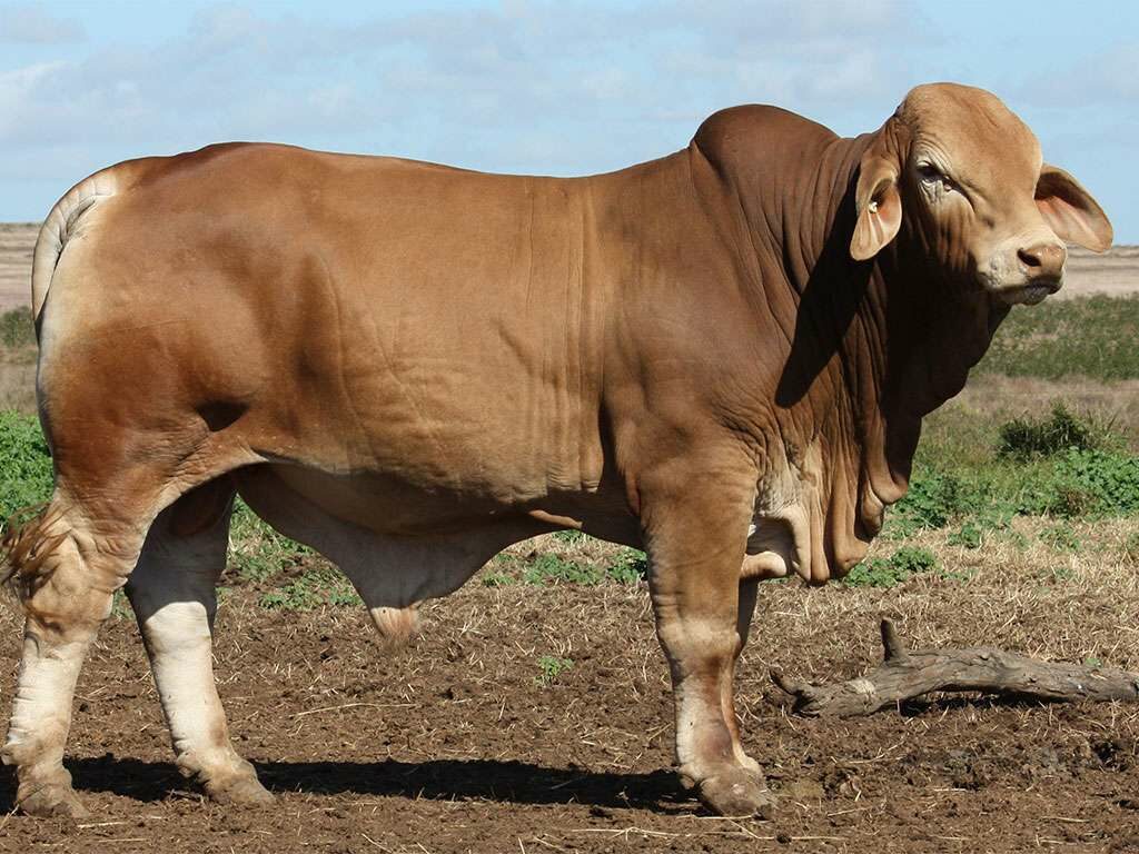 Lot 11 Minlacowie Yosemite 9323