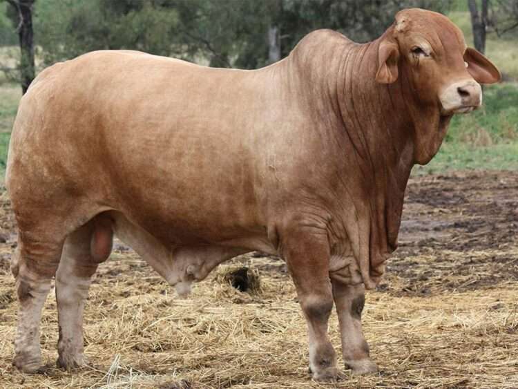 Minlacowie Zimbro 17-1 (H)