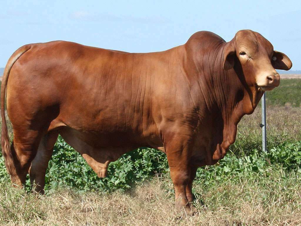 Lot 14 Minlacowie Yago 1 0