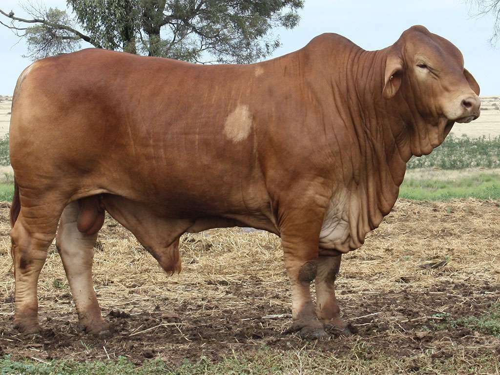Lot 15